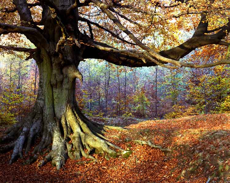 A gnarled beech tree in England's Forest of Dean. Image by David Lloyd / Photographer's Choice / Getty Images.
