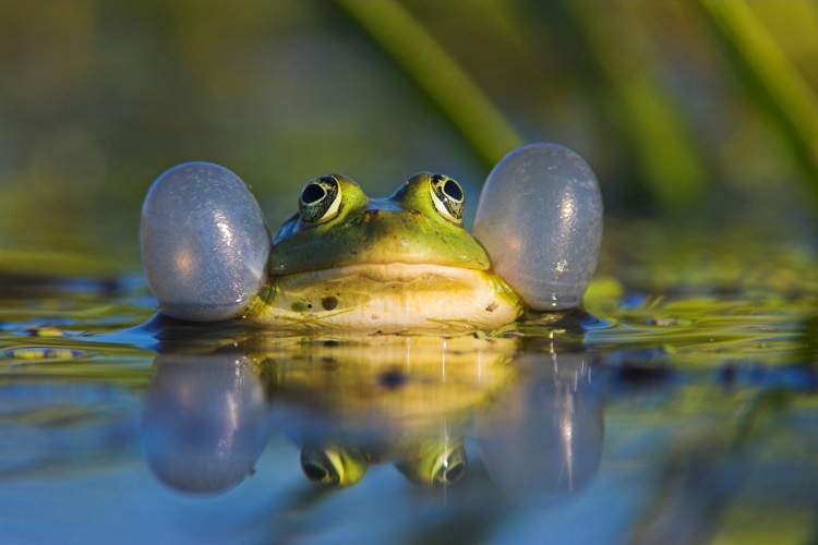 Edible Frog with inflated vocal sac, Danube Delta. Image by Danita Delimont / Gallo Images / Getty Images 