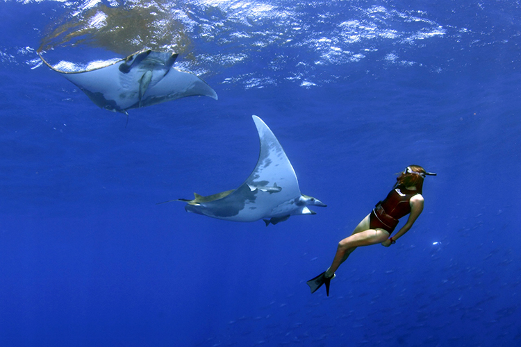 Manta rays and many other large pelagic species of fish are regular visitors in the mid-Atlantic. Image courtesy of Visit Azores.