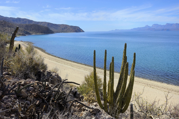 Sea, sand and cactus - Baja has an enticing coastline. Image by BOISVIEUX Christophe / Getty Images