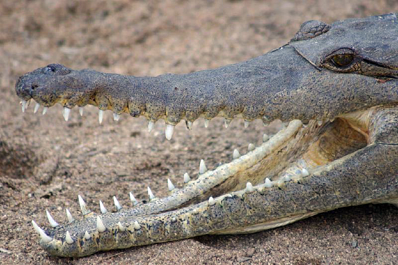 The toothy grin of a freshwater crocodile in Windjana Gorge - best admired from afar. Image by Alessandro / CC BY 2.0