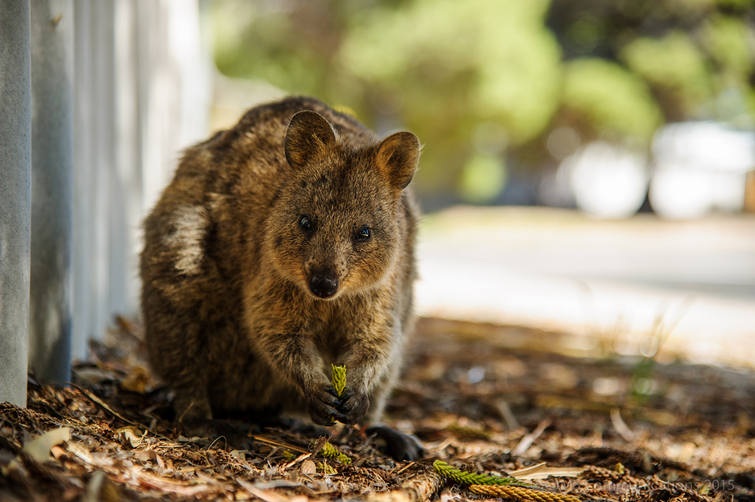 Fluffy, camera-ready quokkas can elicit ahhs from even the most jaded travellers - you have been warned. Image by Craig Siczak / CC BY-SA 2.0