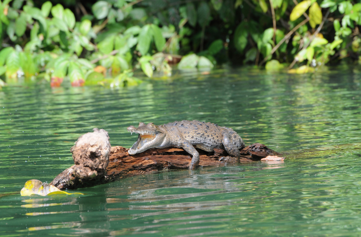 Crocodile basks on Gatún Lake. Image by Nancy Nehring / Photodisc / Getty