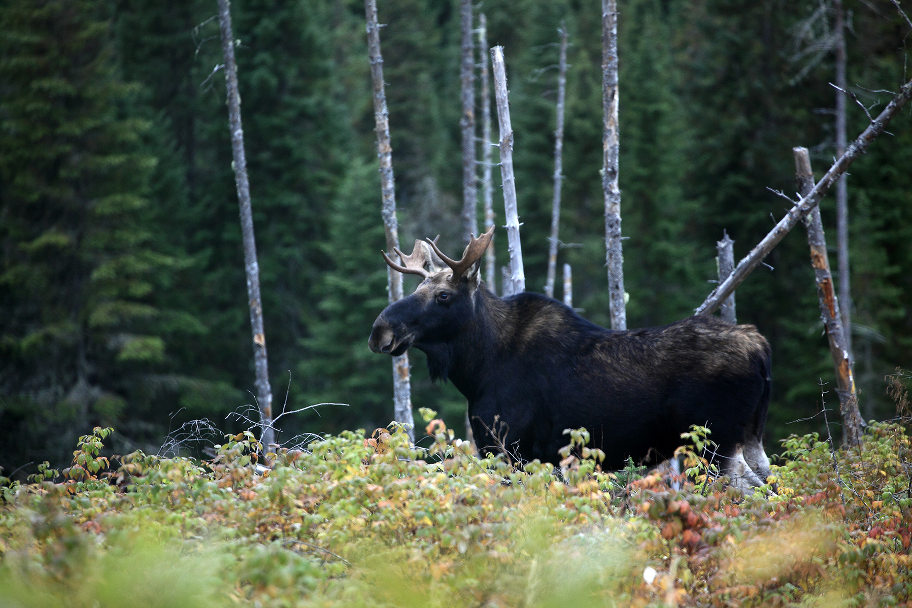 A moose spotted in Forêt Montmorency. Image by Bruce Yuanyue Bi / Lonely Planet Images / Getty