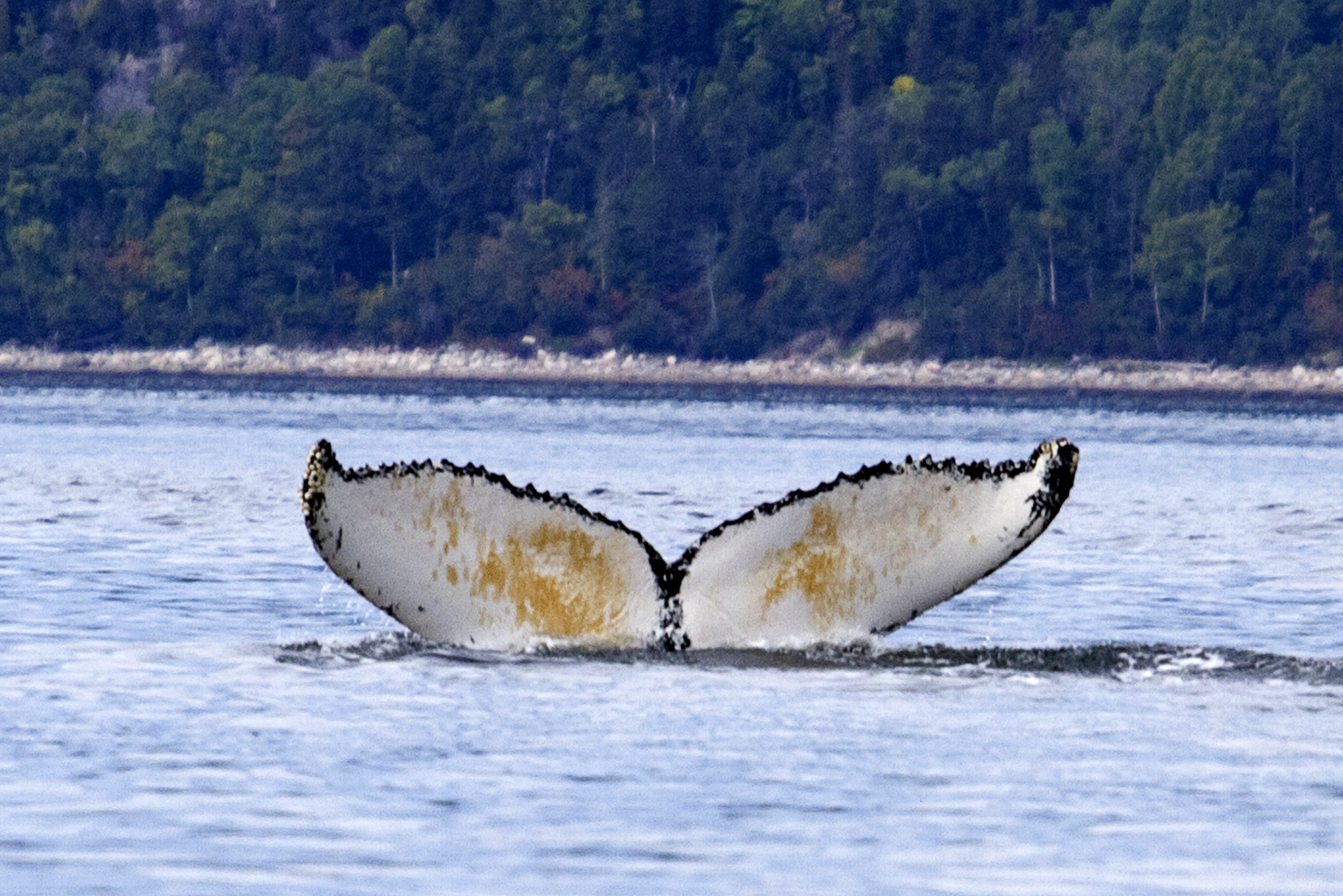 A humpback gives a flash of its tail in Baie Ste-Catherine. Image by Kerry Christiani / Lonely Planet