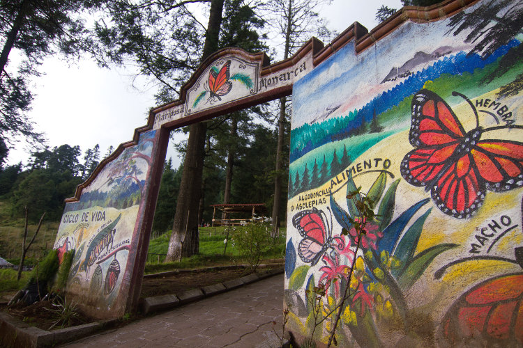 El Rosario butterfly reserve is the most popular with visitors. Image by Stuart Butler  / Lonely Planet