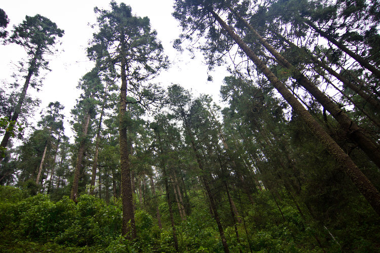 Although the butterflies are the main attraction, the oyamel fir forests and the 3000m mountains on which they grow make for wonderful hiking country at any time of year. There is a network of trails and local guides can be found to lead you through the forests. Image by Stuart Butler / Lonely Planet