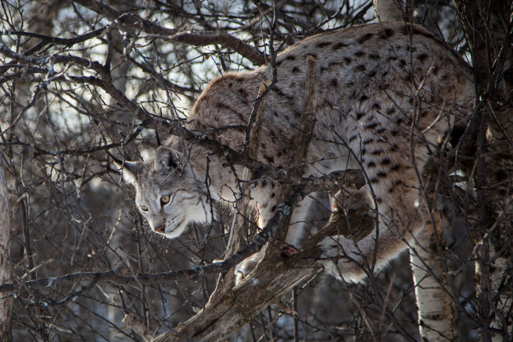 (lynx lynx)