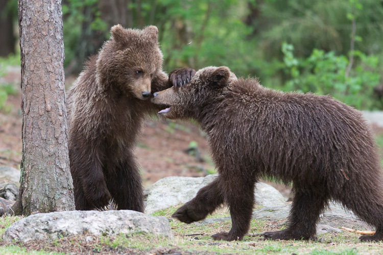 brown-bears