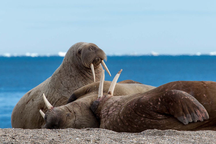 walrus-svalbard