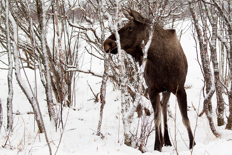 elk-norway