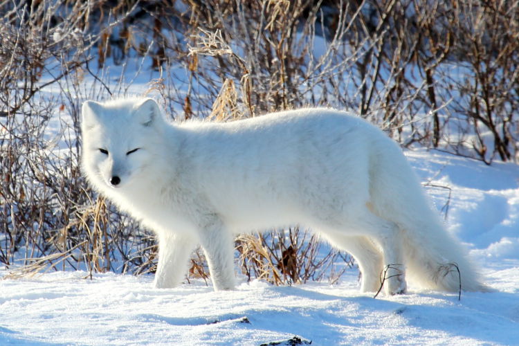 arctic-fox