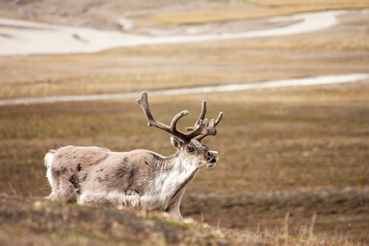 Spitsbergen 2012