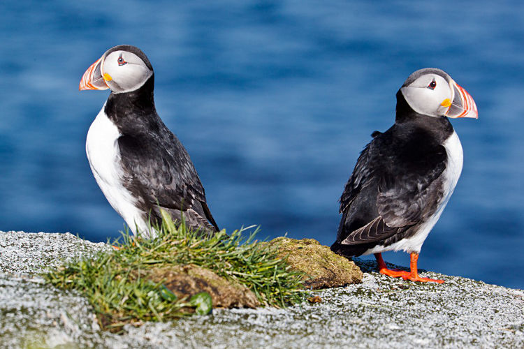 puffins-norway