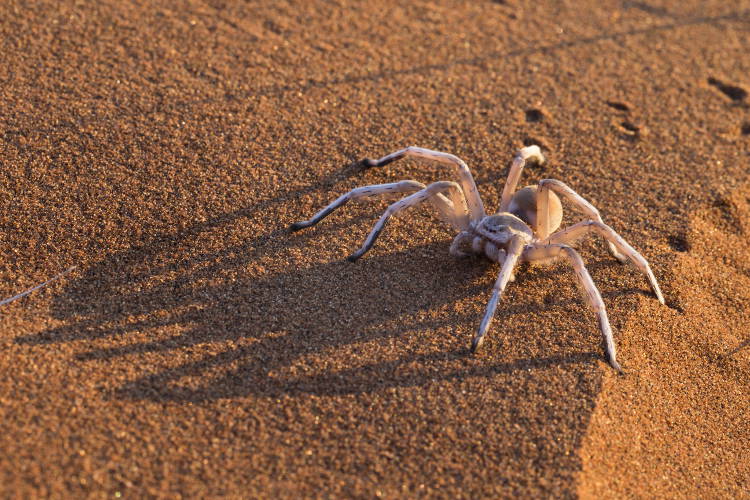 Golden wheel spider, Namib Desert, Namibia. Image by Ann & Steve Toon / Getty Images
