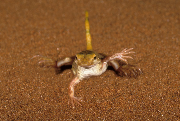 A shovel-snouted lizard doing the 'thermal dance', Namibia. Image by Martin Harvey / Getty Images