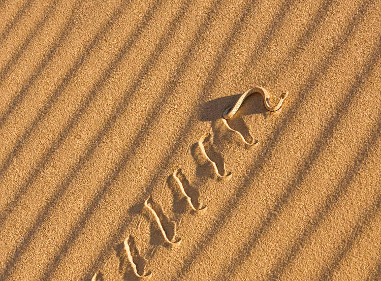 A Peringueys adder, sidewinding up a dune in the Namib Desert, Namibia. Image by Yvette Cardozo / Getty Images