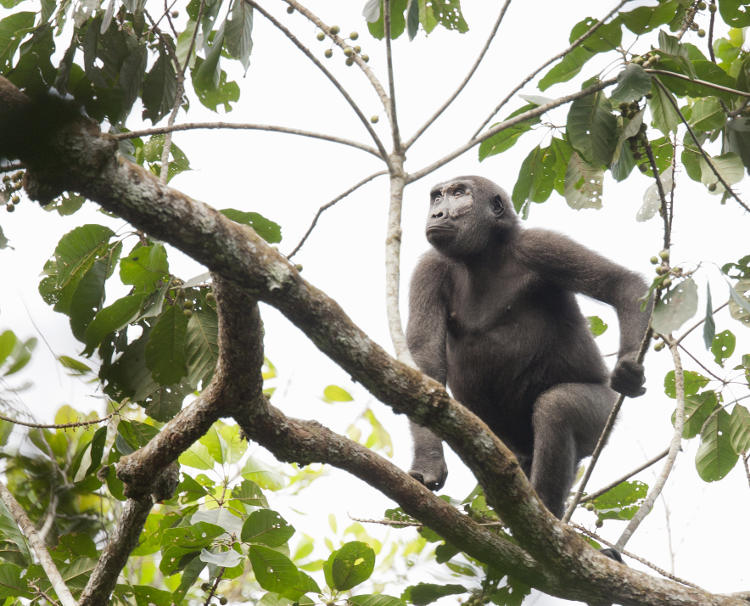 Western lowland gorilla in the trees of Parc National D'Odzala, Republic of Congo. Image by Cultura Travel / Philip Lee Harvey