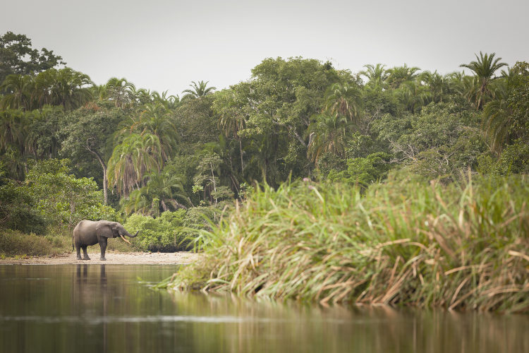 Forest Elephant, Lekoli River; Republic of Congo : Stock Photo     View similar images     More from this photographer     Download comp A forest elephant, Lekoli River, Republic of Congo. Image by Cultura Travel / Philip Lee Harvey / Getty Images