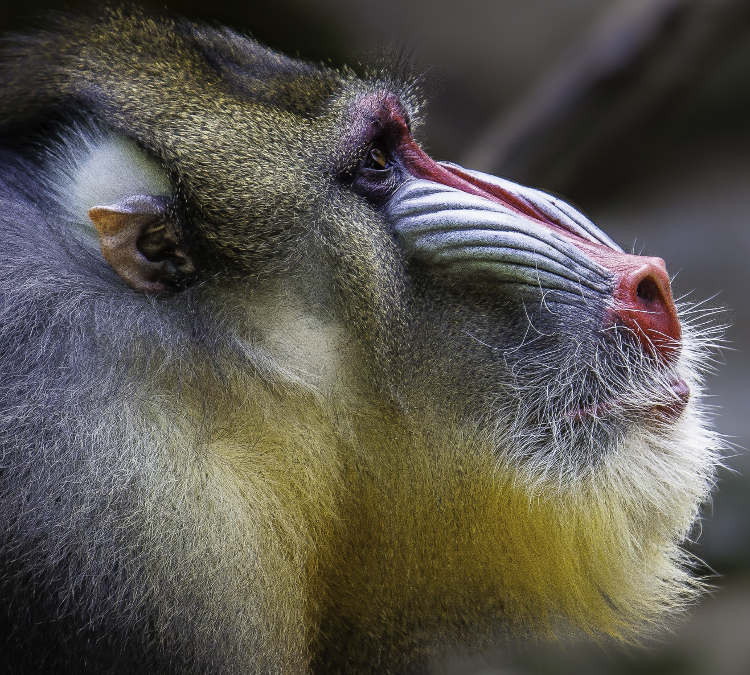 Mandrills are the world's most colourful primate. Image by Dr. Scott G. Render ART Photography / Getty Images