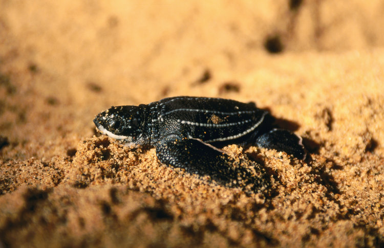 A leatherback sea turtle hatchling heading to sea. Image by Dave Hamman / Getty Images
