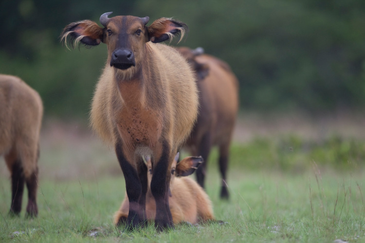 Forest buffalo, home in the rainforests of central and western Africa. Image by Per-Gunnar Ostby Premi / Getty Images