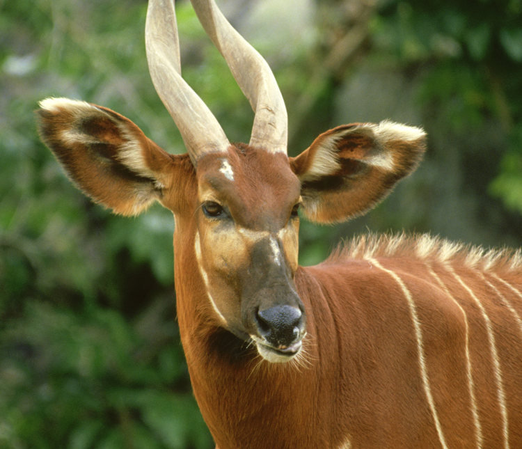 Bongos are one of the largest forest antelopes. Image by Bob Bennett / Getty Images