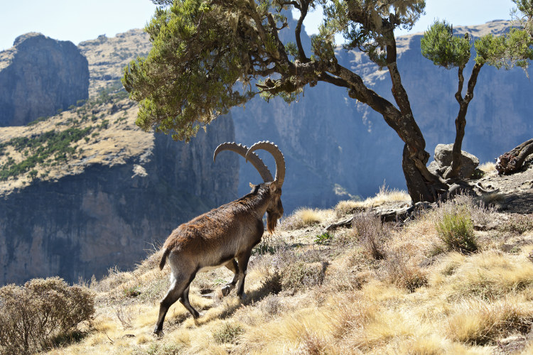 A Walia Ibex wanders the Simien Mountains. Image by Guenter Guni /  E+ / Getty 