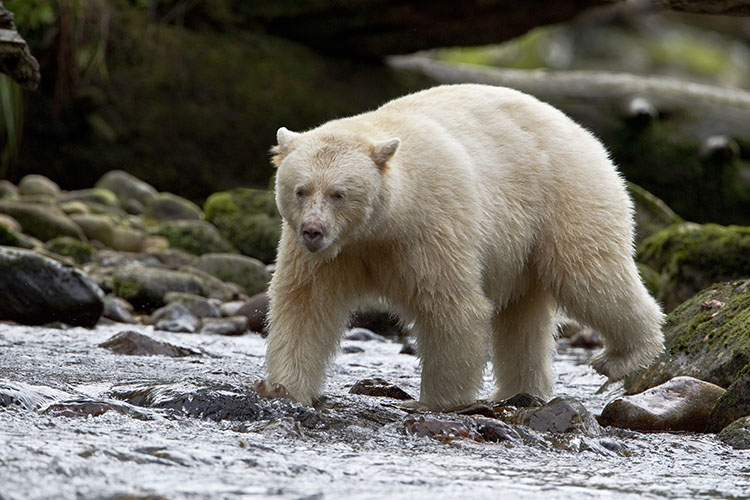 Kermode bear walking through salmon stream, by Wendy Shattil and Bob Rozinski / Getty Images