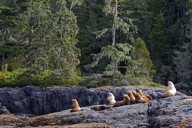 Steller sea lions, by John E Marriott / Getty Images 