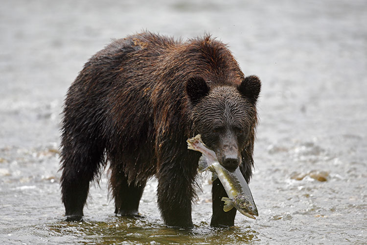 Grizzly bear catching salmon, by John E Marriott / Getty Images 