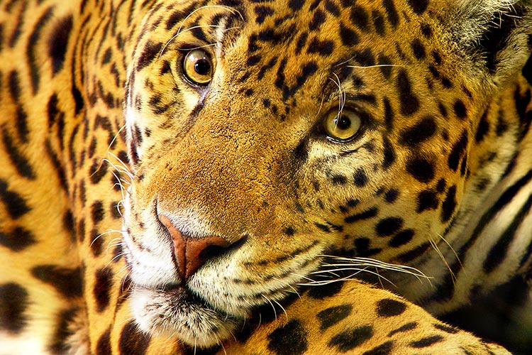 The jaguar is  the most mysterious of all the big cats. Image by Tambako the Jaguar / Moment Open / Getty Images