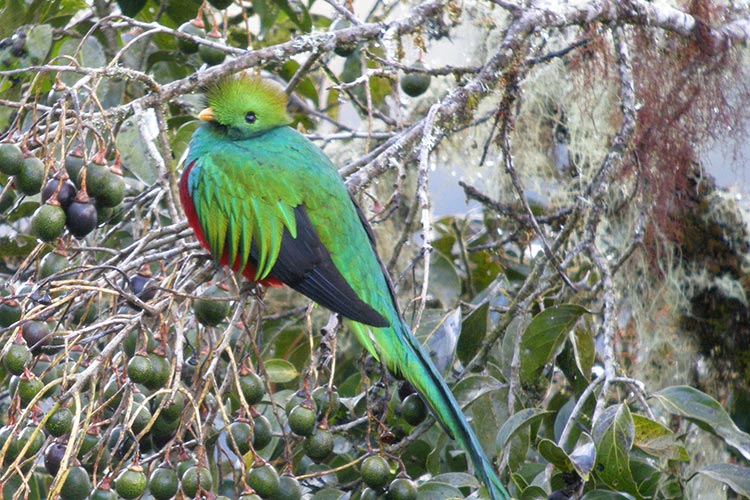 The 'god bird' of the Aztecs and Mayas. Image by Frank Vassen / CC BY 2.0