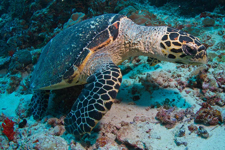 Hawksbills are just one of the species of turtle visitors can spot in Costa Rica. Image by Tchami / CC BY 2.0