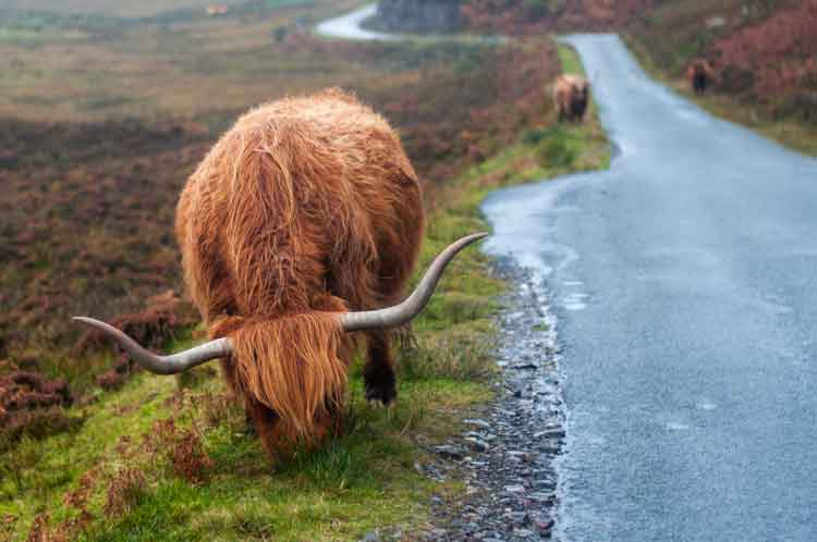 A Highland cow nibbles by the roadside in the Isle of Skye. Image by photographie de paysages / Flickr Open / Getty Images.