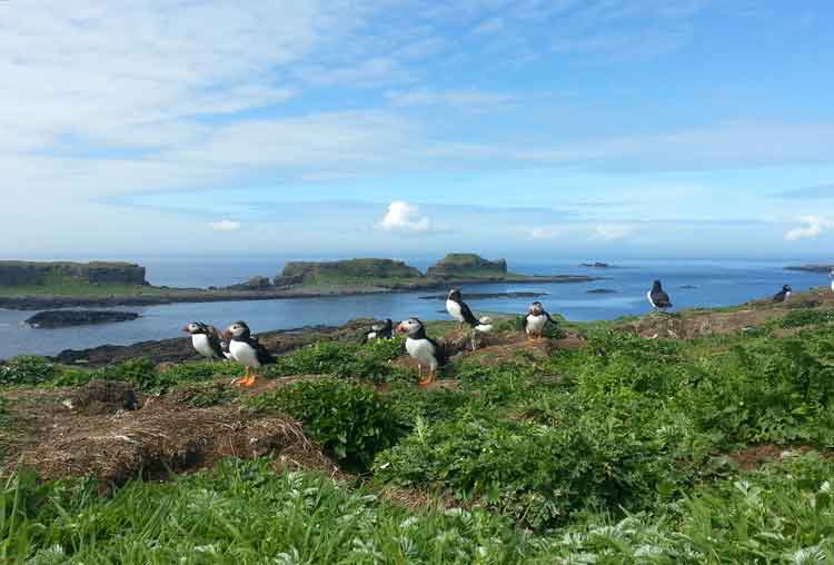 Thousands of puffins nest in clifftop burrows on Lunga in summer. Image by James Smart / Lonely Planet.