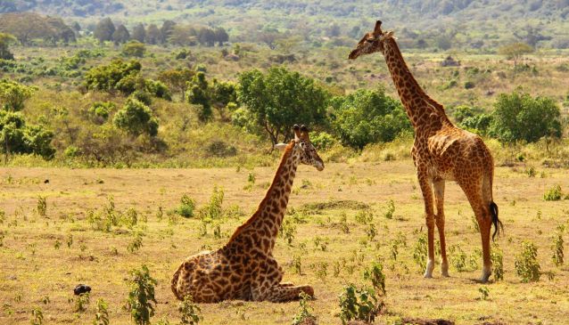 Safari, Shanga and Sundowners in the Serengeti