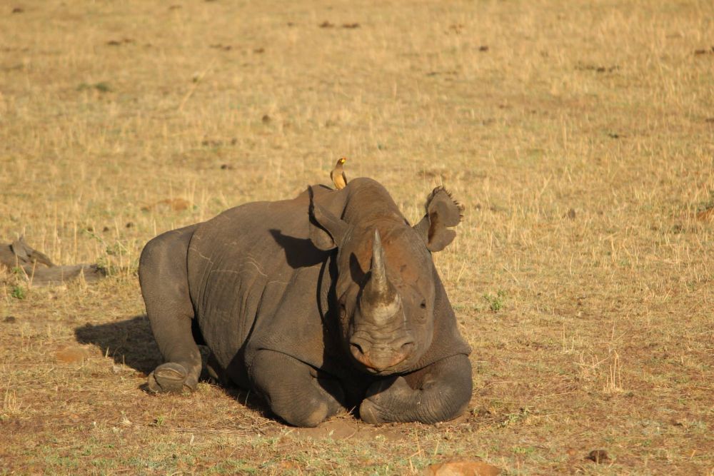 Safari, Shanga and Sundowners in the Serengeti