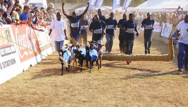 Goat Racing in Tanzania