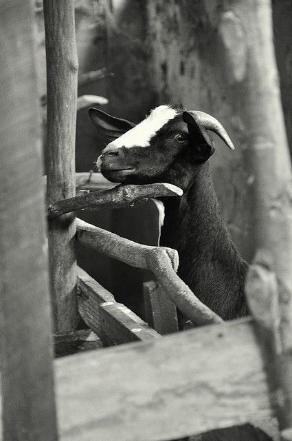 Goat Racing in Tanzania