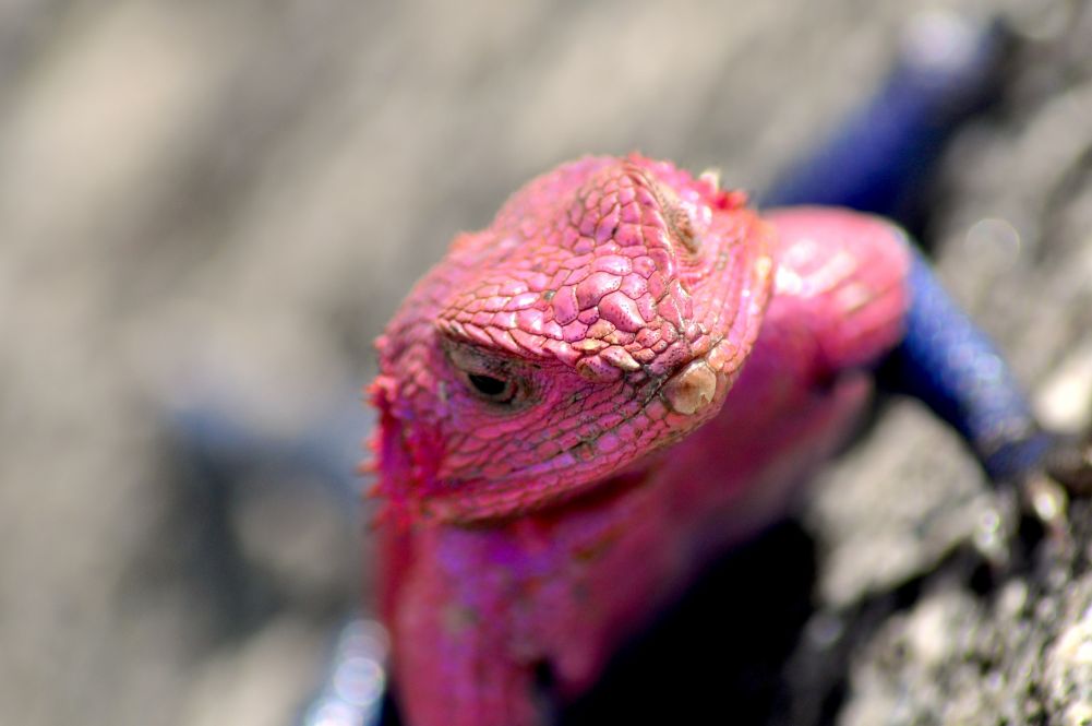 Agama Lizard. Photo: Iain Beable