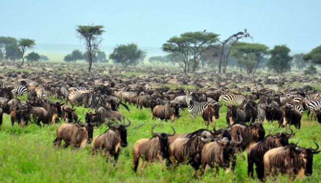 The Great Serengeti Migration