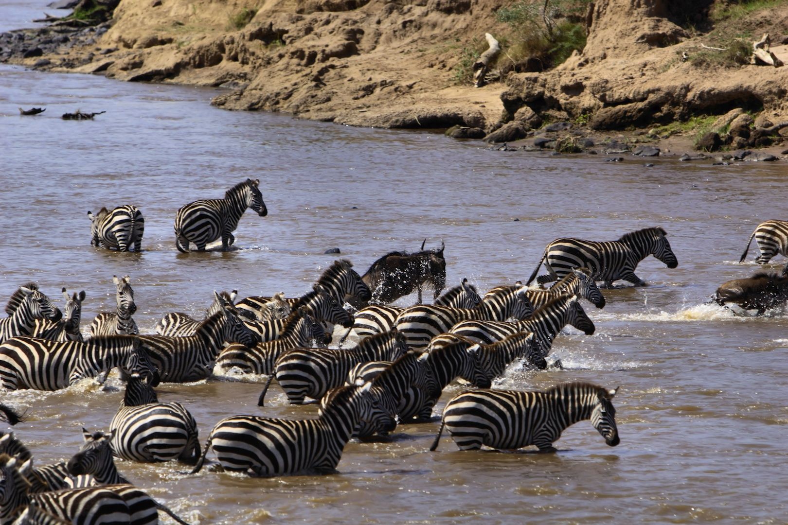 The Great Serengeti Migration