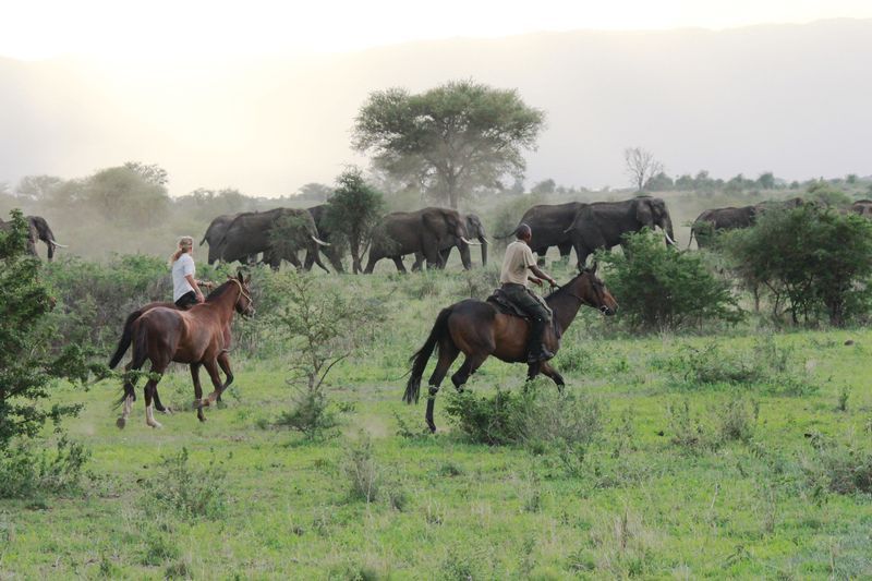 Horses and Elephants running side by side (Credit: Lizzie Halloran)