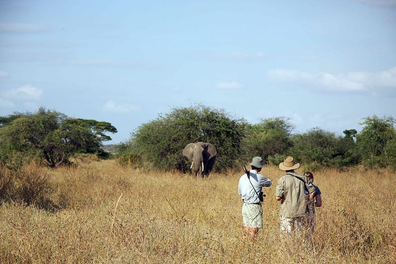 Off the Beaten Safari Track...