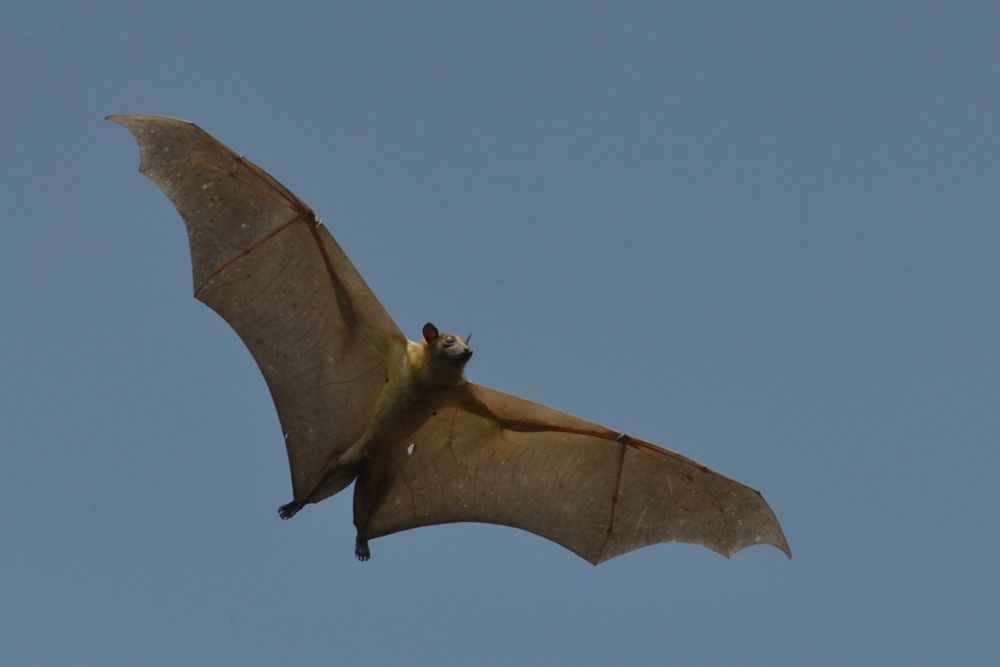 Kasanka Bats