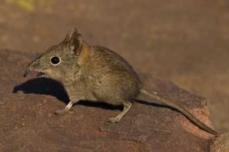 Elephant Shrew