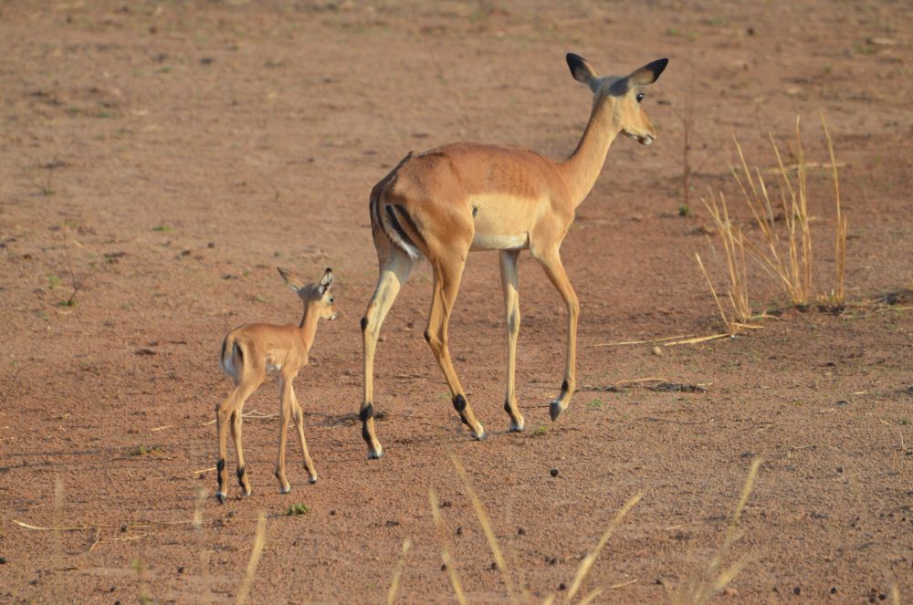 The Emerald Season in Zambia