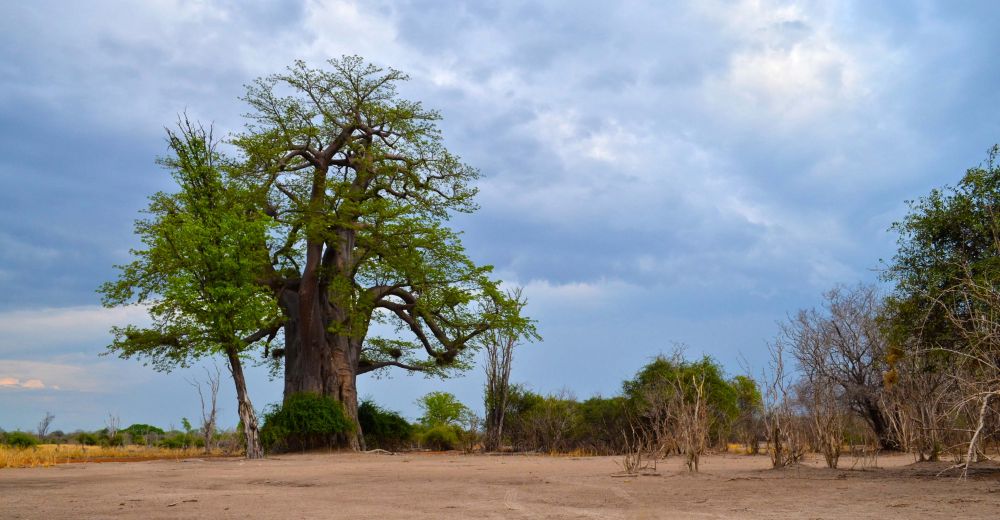 The Emerald Season in Zambia