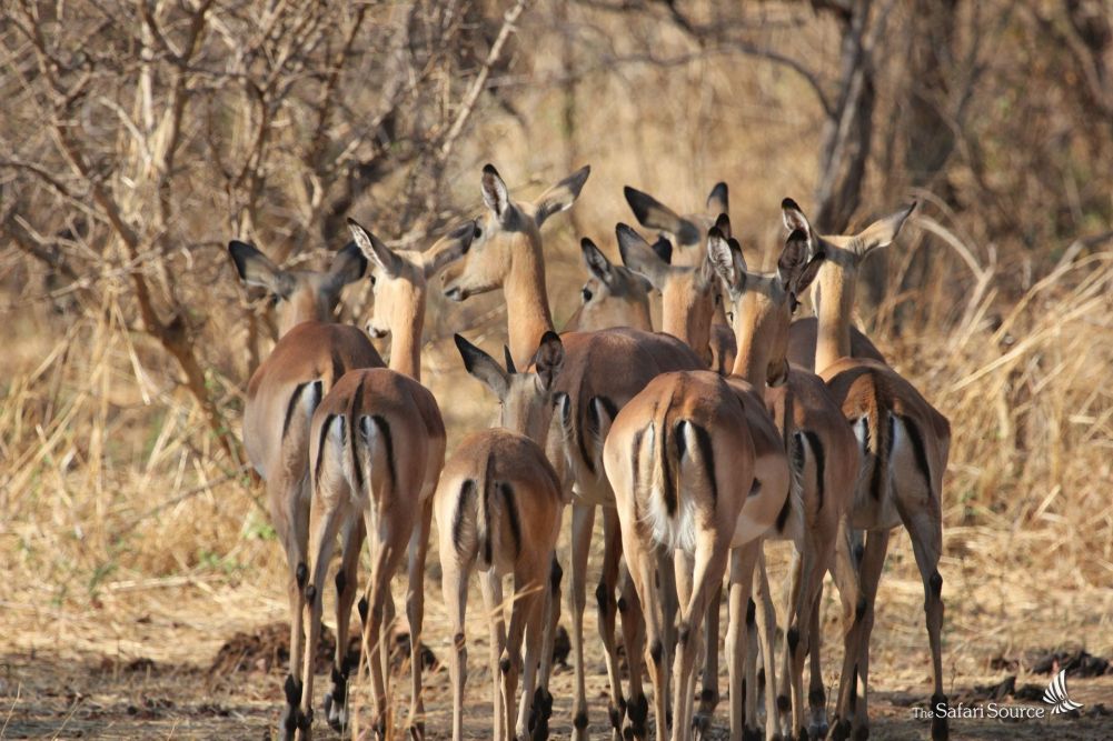 Impalas in The Zambezi National Park, Zimbabwe